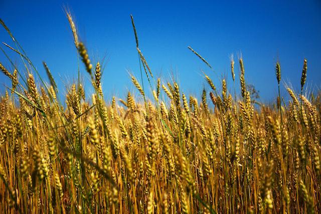 Field of wheat